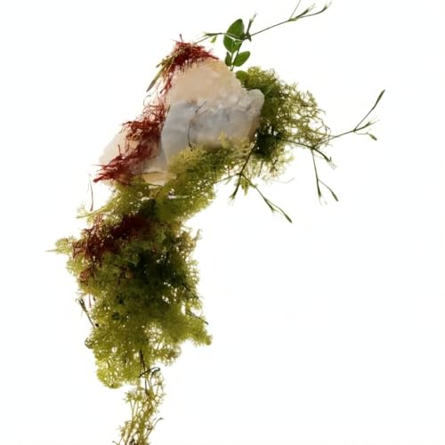 Zara Red Temptation Women Perfume Luxurious Floral and Woody Amber EDP Eau de Parfum 30ml (1.0 fl. oz)