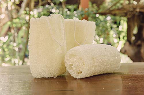 FAAY 4 Pcs Premium Natural Exfoliating Loofah Sponge: 6" Eco-friendly Unbleached Luffa Body Scrubber Rejuvenating Your Skin for Men and Women. Paraben Free Bath Sponge, Shower Loofah