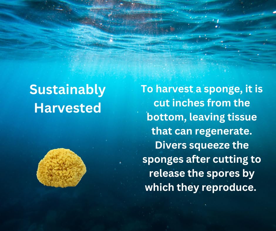 Natural Sea Wool Sponge 4-5" by Spa Destinations ® Amazing Natural Renewable Resource Creating The in Perfect Bath and Shower Experience
