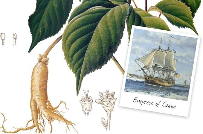 Dragon Herbs American Ginseng Drops - 2 fl Ounces, 60 ml