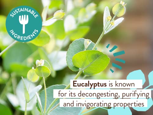 Babo Botanicals Eucalyptus Remedy Shampoo & Wash - Invigorating Eucalyptus & Rosemary Essential Oils -For all Ages - EWG Verified - Vegan - Cruelty Free