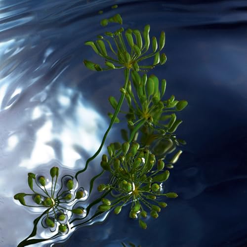 Davidoff Cool Water Reborn Eau de Toilette – Woody Men's Cologne – With Notes of Rosemary, Galbanum & Vetiver – Long Lasting Fragrance