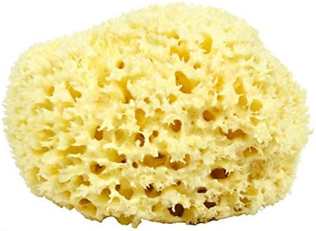 Sea Wool Sponge - All Natural Honeycomb Renewable Sea Sponge, Hand Cut, Jumbo, Approx. 7 Inches