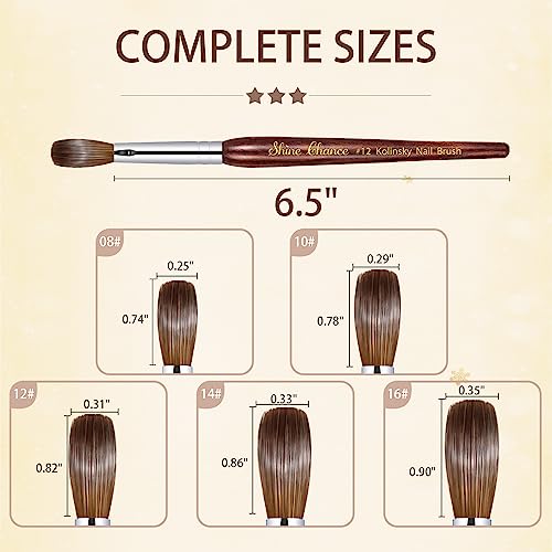 Acrylic Nail Art Brush - Size 16, 100% Pure Kolinsky Hair Oval Nail Brush for Professional Acrylic Application, DIY Home Salon