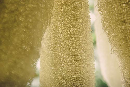 FAAY 4 Pcs Premium Natural Exfoliating Loofah Sponge: 6" Eco-friendly Unbleached Luffa Body Scrubber Rejuvenating Your Skin for Men and Women. Paraben Free Bath Sponge, Shower Loofah