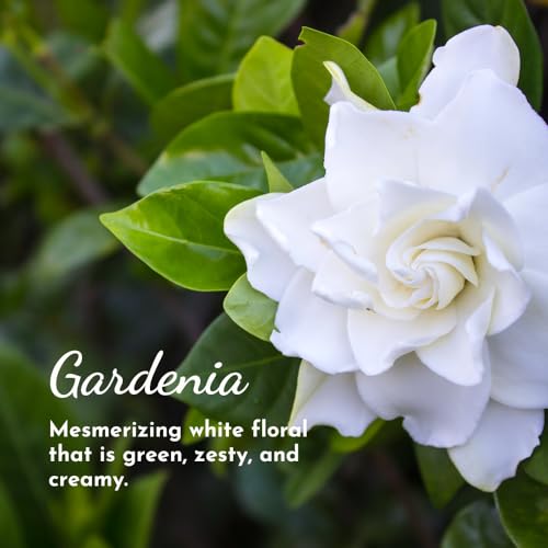 Gardenia Eau de Perfume Spray: Fresh Floral Womens Fragrance | Long-Lasting Clean Vegan Perfume for Women | Cruelty-Free Body Spray | Soft White Gardenia & Notes
