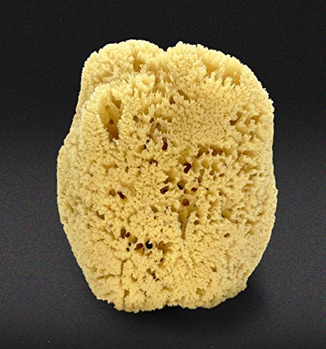 Real Sea Sponge for Men - Extra Large 6"-7", Totally Natural, Kind on Skin for an Invigorating Shower, Supplied in Breathable Mesh Bag. Great for The Gym, Grooming, Bath & Body Gift by Constantia Man