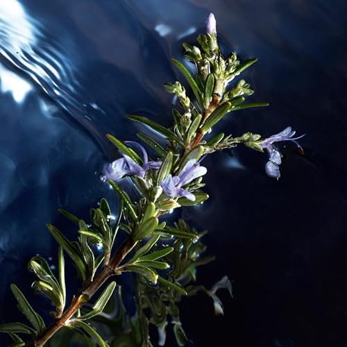 Davidoff Cool Water Reborn Eau de Toilette – Woody Men's Cologne – With Notes of Rosemary, Galbanum & Vetiver – Long Lasting Fragrance