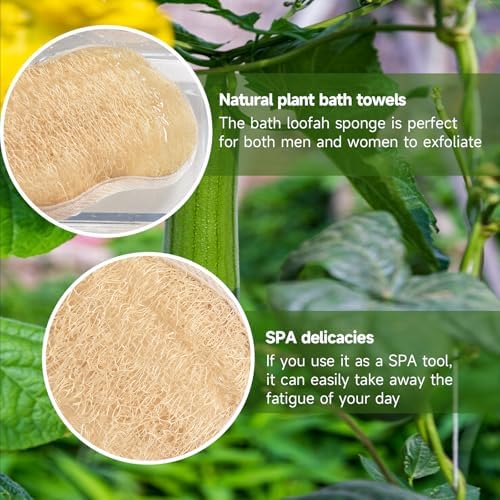 Natural Loofah Bath Sponges with Cotton Rope Exfoliating Body & Face Scrubber Reusable & Eco-Friendly,Soap Loofa Shape- Large 3PCS