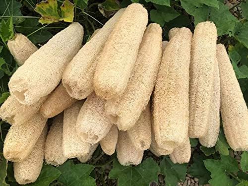 Natural Loofah Sponges Organic Luffa Bath Shower Sponge Exfoliating Body Back Scrubber for Men Women Adults SPA Beauty Bathing Daily Care - 4 PCS