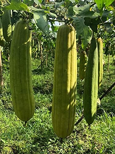 Natural Loofah Sponges Organic Luffa Bath Shower Sponge Exfoliating Body Back Scrubber for Men Women Adults SPA Beauty Bathing Daily Care - 4 PCS