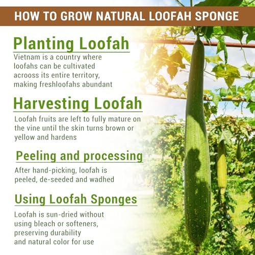 Natural Vietnamese Loofah Sponge, 100% Plant-Based Luffa Exfoliating Body Scrubber for Shower, Multi-Functional for Kitchen, Ideal for Men & Women, Spa & for Pet (6pcs/Pack)
