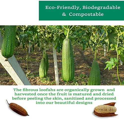 Natural Loofah Slices for Soap Making (20 Pack) - Organic Loufa Cuts - Bulk Luffa - Soap Making Supplies