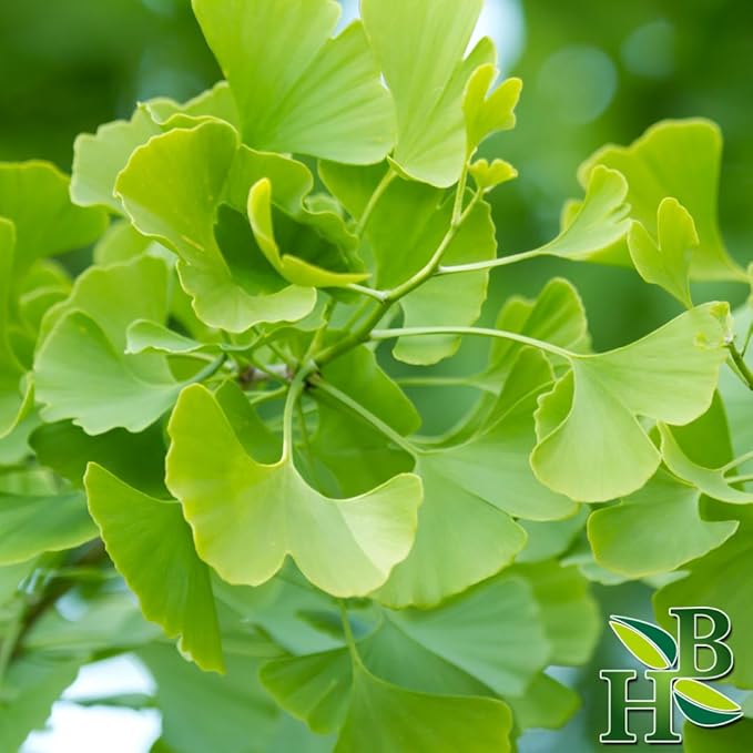 Ginkgo Leaf Powder | Ginkgo Biloba | Wildcrafted | 4oz