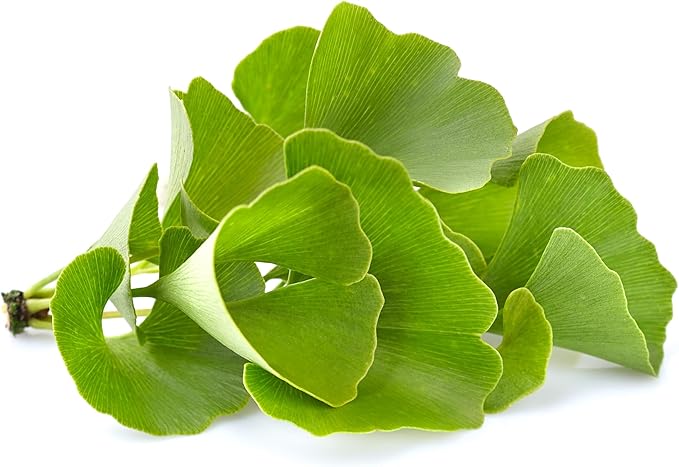 Pure Original Ingredients Ginkgo Biloba Powder (8 oz) Always Pure, No Fillers Or Additives, Lab Verified