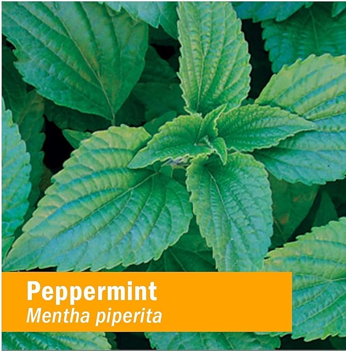 Herb Pharm, Peppermint Spirits Organic, 1 Fl Oz