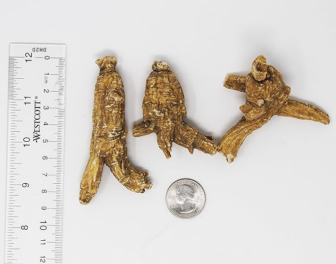 DOL Hand-Selected American Wisconsin Farmed Ginseng Root 美国威斯康辛州 长枝西洋参 花旗参 | Cultivated Wisconsin American Ginseng (Large 4oz/Box)