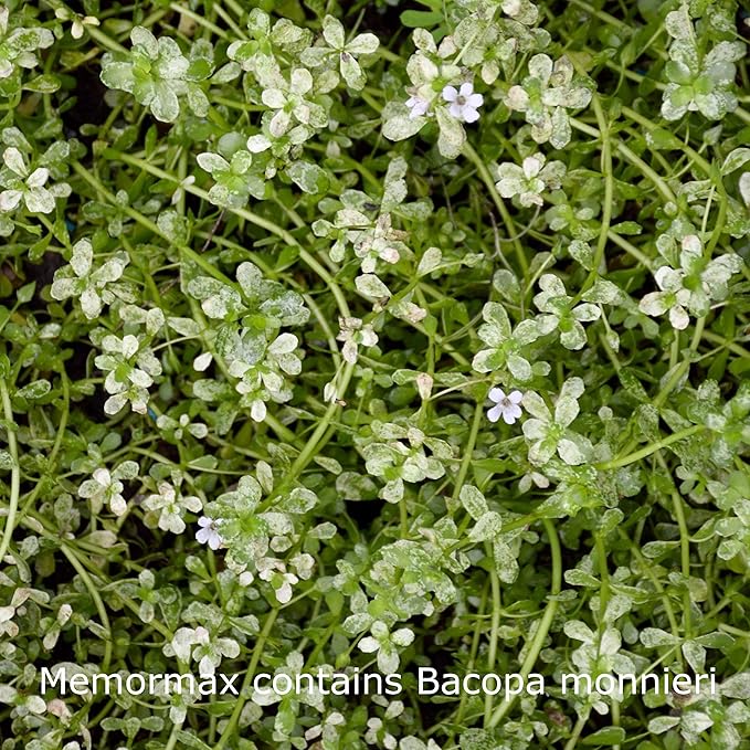 Memormax Brain Supplement for Memory, Focus & Mental Clarity with Ginkgo Biloba, Bacopa, Alpha GPC, DMAE, Phosphatidylserine, L Carnitine, Huperzine A; 60 Caps