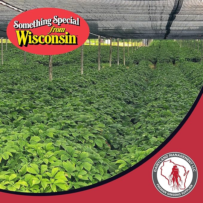Dairyland American Ginseng Capsules - 150 ct, 500 mg - Wisconsin Ginseng Complex Capsules - Authentic American Ginseng Root Extract - Ginseng Capsules for Use as a Daily Immune Support Herb Supplement