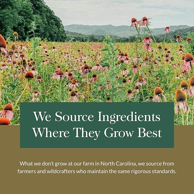 Gaia Herbs Everyday Adaptogen Powder - Helps Provide Energy Support & Maintain Healthy Stress Levels in Physically Active - with Maca Root, Cordyceps, Ashwagandha & More - 3.5 Oz (38-Day Supply)